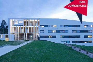 Artémisia - Auzeville-Tolosane